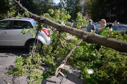 Ветер повалил около 10 деревьев в Москве