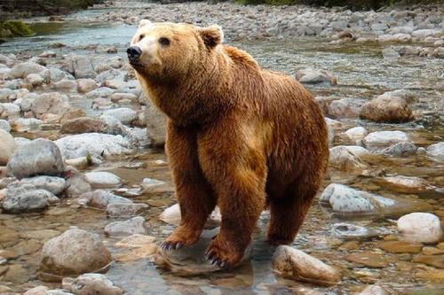На Камчатке медведь растерзал местного жителя