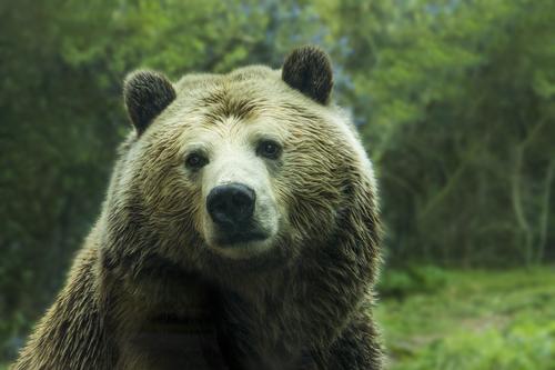 В Иркутской области полицейские спасли пожилую пару от медведя 