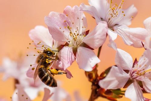 В Красногорске пчеловод спас жителей от нашествия пчёл