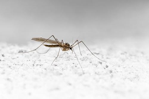 Ученый объяснил, в каком случае малярийные комары опасны для здоровья людей