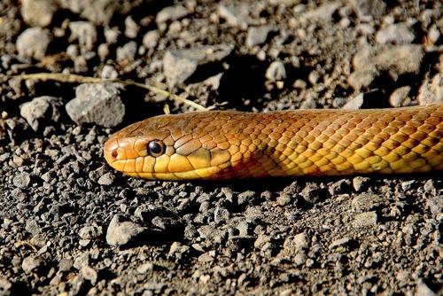 Под Оренбургом мужчина нашел в своей машине метровую змею