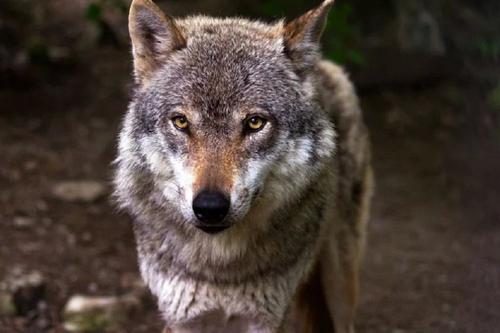 В Костромской области волчица из фермерского зоопарка укусила 6-летнюю девочку