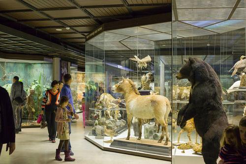 Дарвиновский музей подготовил новую увлекательную онлайн-выставку