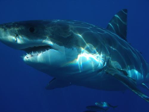 В Австралии мужчина погиб в результате нападения акулы