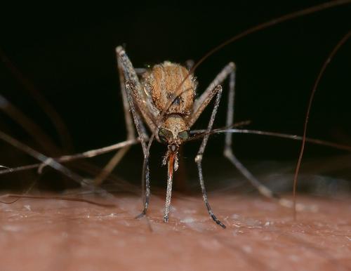 Эксперт рассказал, могут ли комары переносить коронавирус 