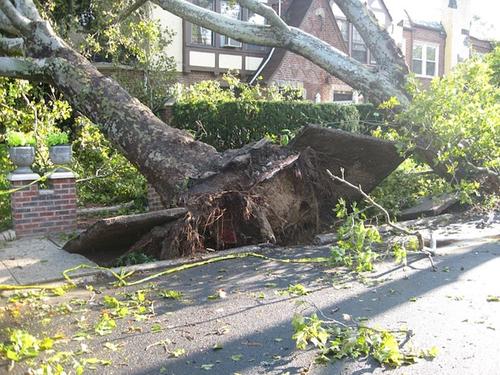 Во время бури в США дерево упало на гараж, 19 пострадавших