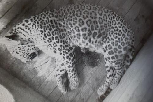 В Сочинском национальном парке у пары леопардов появилось потомство
