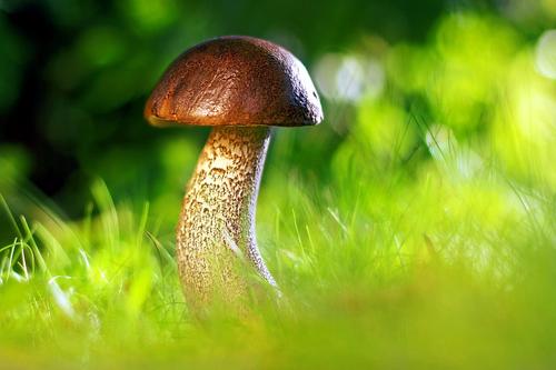 Доктор Мясников рассказал об опасности грибов