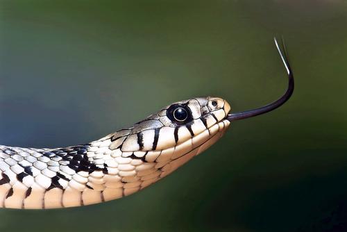 В Подмосковье змея забралась в частный дом в деревне Новосёлки