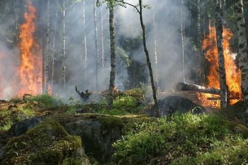Лесной пожар подбирается к складу боеприпасов ВС Украины в Луганской области