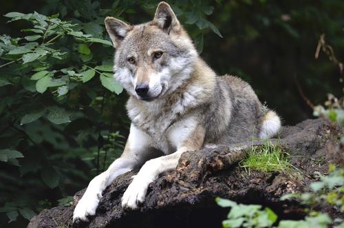 В Архангельской области участились случаи нападения волков на людей