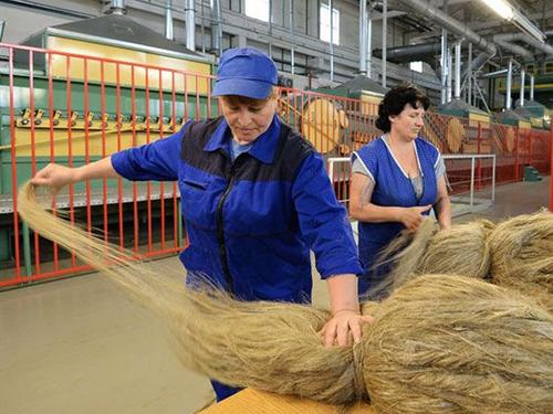 Россия снова переходит на экспорт льна