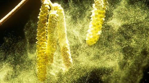 Пыльца растений и солнечные лучи снижают распространение коронавируса