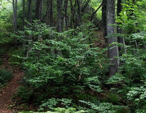 В подмосковном лесу около Домодедово грибники нашли останки неизвестного человека