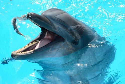 Почему в Крыму гибнут дельфины