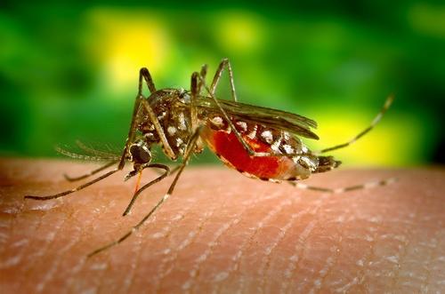 Ученые рассказали, могут ли комары быть разносчиками коронавируса