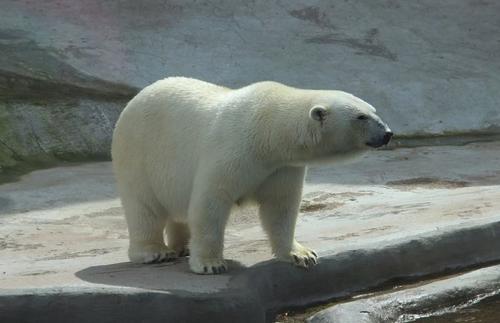 Ученые назвали дату, когда белые медведи могут исчезнуть из-за глобального потепления