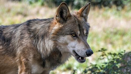 Бешеная волчица напала на двух жительниц в Подмосковье 