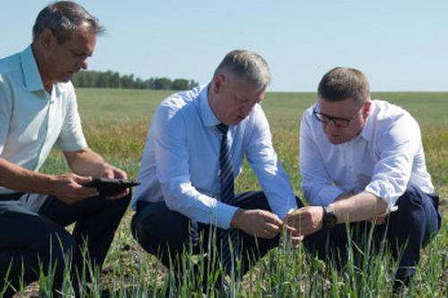 Засуха может оставить без урожая как минимум пять российских регионов