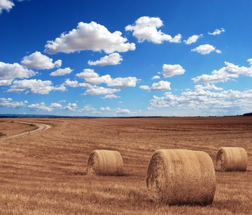В Башкирии начали уборку урожая зерновых культур 