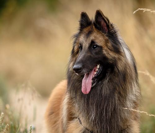 Собаки теперь могут распознавать людей с коронавирусом по запаху