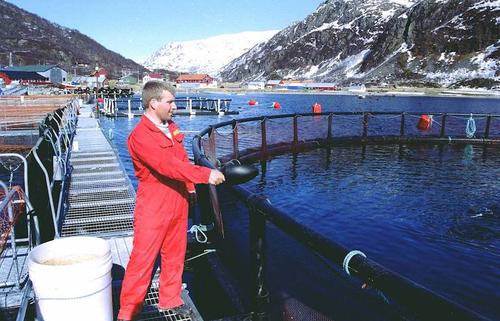Как норвежский лосось попытался стать российским и что из этого вышло