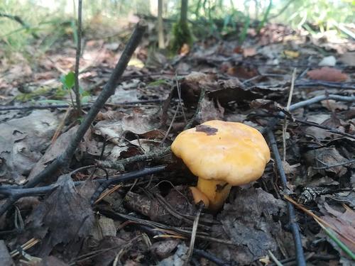 Латвийский врач: Не все грибы съедобны