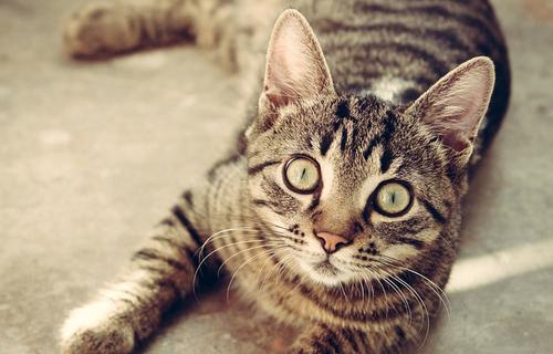 В Британии кошка заразилась коронавирусом от хозяев