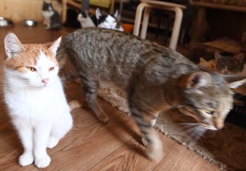 В сети обсуждают видео, как на Кубани кошки переводят через дорогу собаку с больными лапами