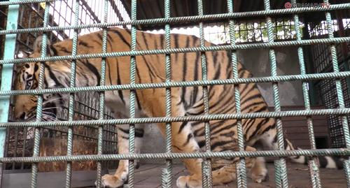Для спасенного тигра из приюта Карена Даллакяна хотят построить бассейн