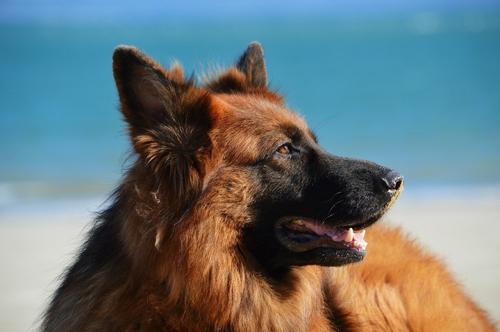 Первая собака, заболевшая коронавирусом в США, умерла