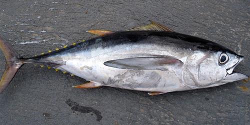 На Курилах выловили голубого тунца весом почти 200 кг