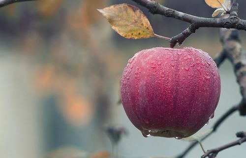 В РФ выросли оптовые цены на яблоки 