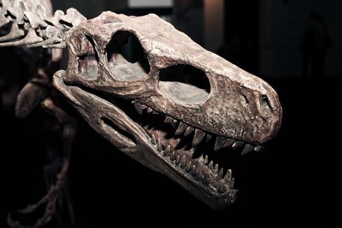 Ученые нашли в останках динозавра, жившего на Земле 76 млн лет назад, раковую опухоль