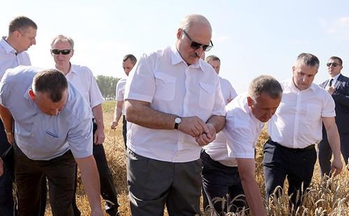 Лукашенко: не надо дергать аграриев на выборы во время уборки урожая