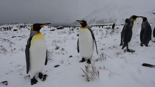 Внук Жак-Ива Кусто предсказал скорое исчезновение пингвинов в Антарктиде