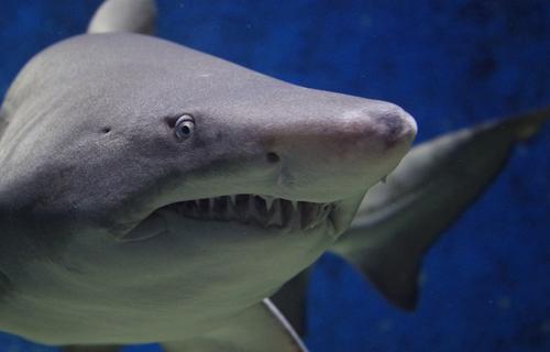 В Австралии серфер избил акулу и спас супругу