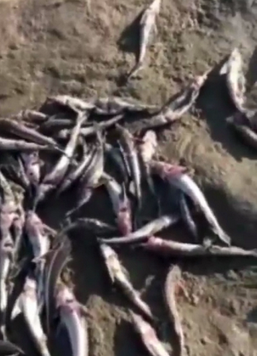 В Краснодаре выясняют причины массовой гибели мальков осетровых в реке Кубань