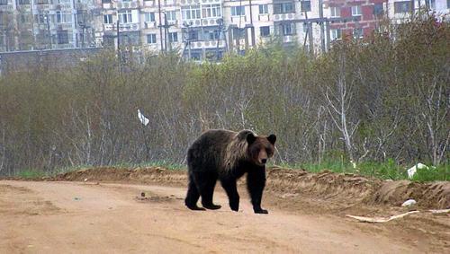 Медвежья осада