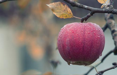 Диетологи рассказали о пользе яблок