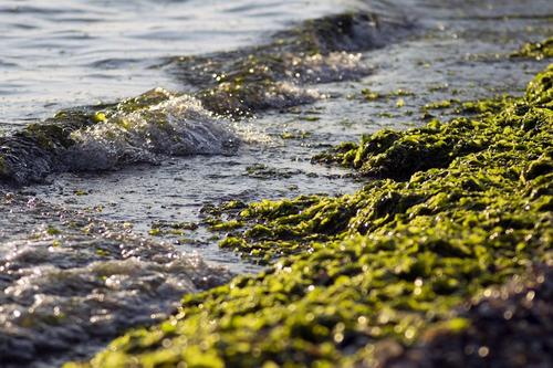 Ученый: море в Анапе превратилось в «зеленую кашу» из-за резкого наплыва туристов