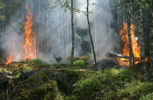 Четыре лесных пожара охватили Кубань одновременно