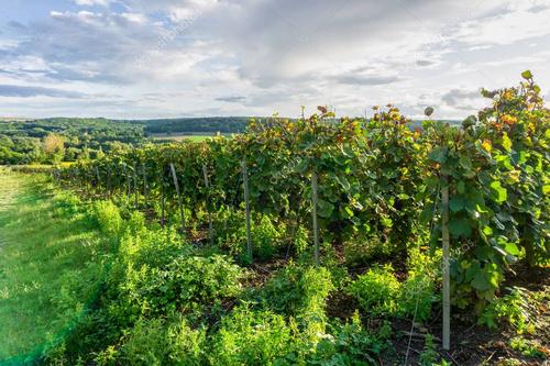 Кто мешает вырастить виноград в Тульской области