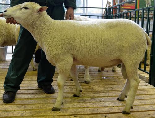 В Шотландии на аукционе продали породистого барана за рекордную сумму в 500 тысяч долларов