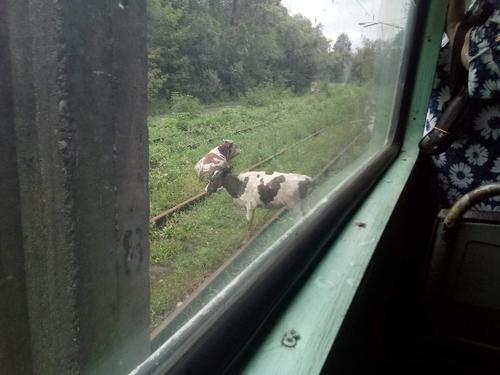 Движение трамвая в Хабаровске остановили отдыхающие на рельсах коровы