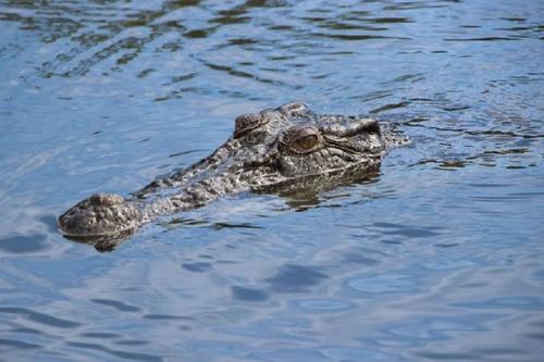 На австралийском курорте поймали 350-килограммового крокодила