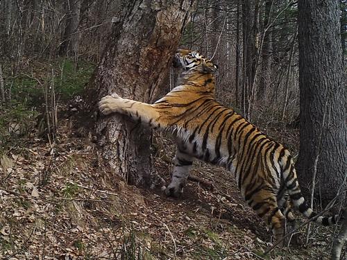 Под Хабаровском поселились уже семь тигров