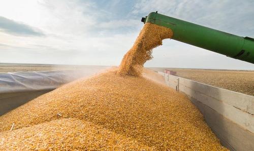 «Русагротранс» сообщил, что в августе Россия экспортировала 5,6 млн тонн зерна