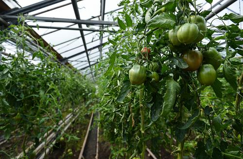 В Приморье субсидируются фермерские теплицы, чтобы обеспечить регион овощами